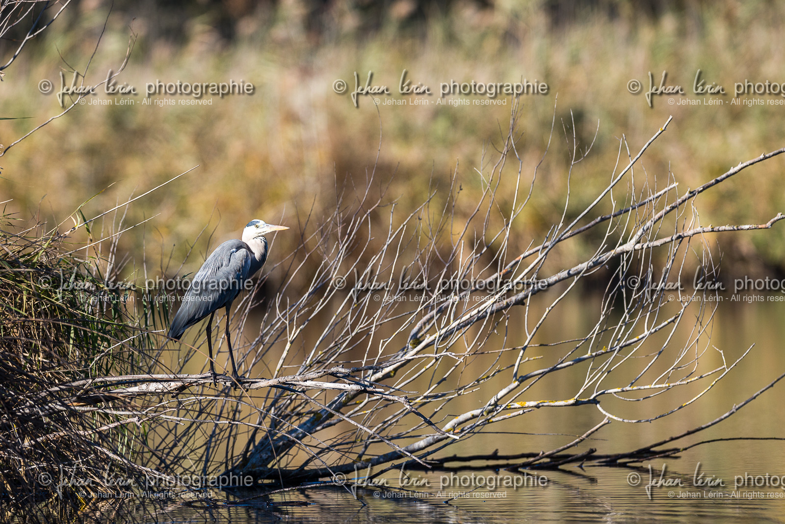 heron-cendre_vaugrenier_jehan-lerin_jl_1dx_20-11-2023-0001.jpg