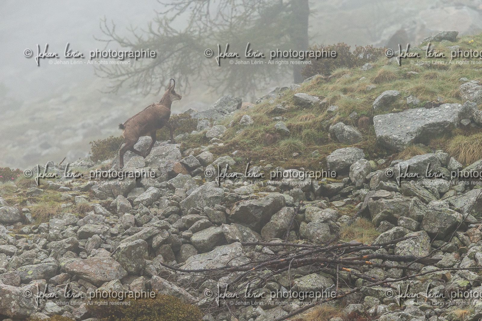chamois_la-gordolasque_mercantour_jl_1dx_11-05-2020-0141.jpg