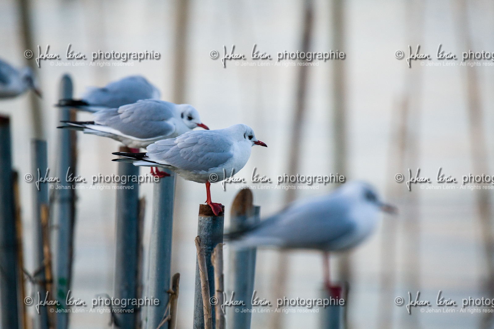 Mouette Rieuse - Black Headed Gull