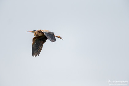 Héron Pourpré - Purple Heron
