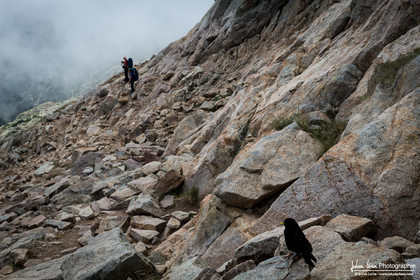 Chocard a bec jaune - Alpine Chough
