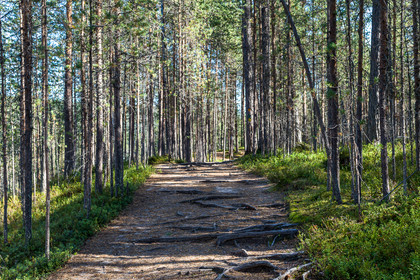 Trail de l'ours