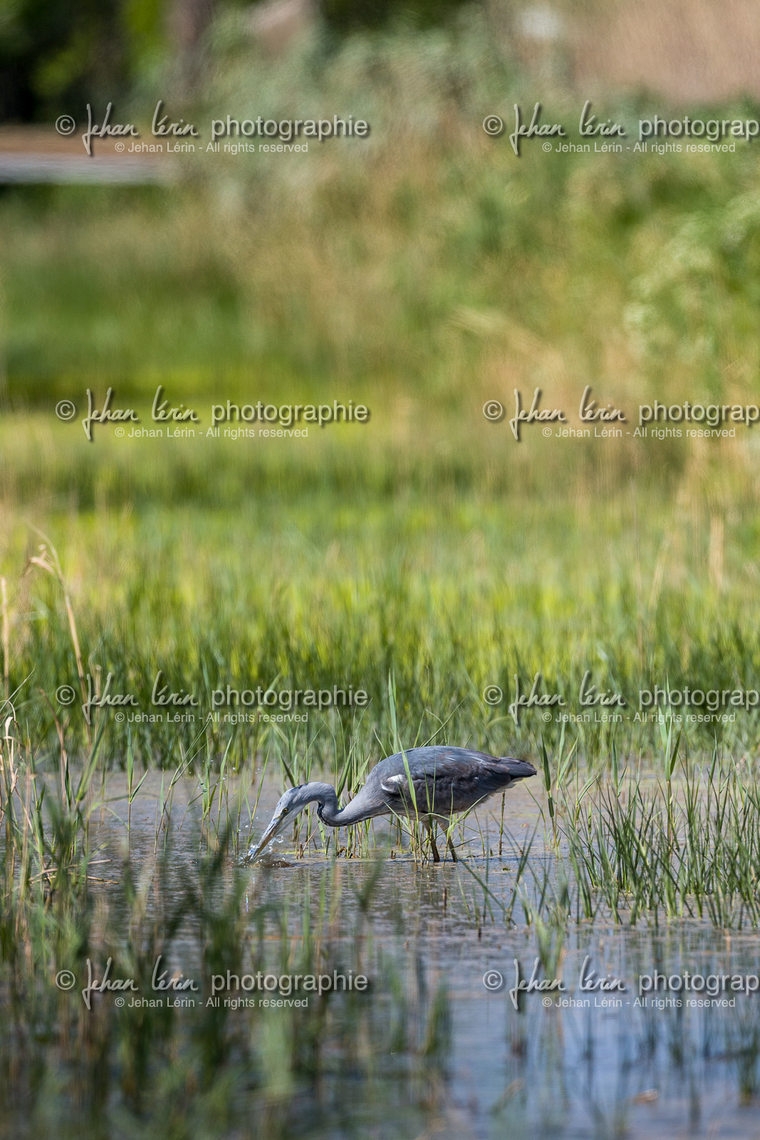 heron-cendre_les-salins_hyeres_jehan-lerin_jl_1dx_04-04-2022-0090.jpg