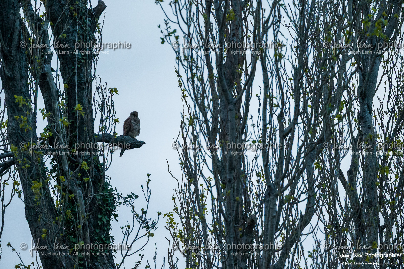 Faucon Crécerelle - Kestrel : Falco tinnunculus