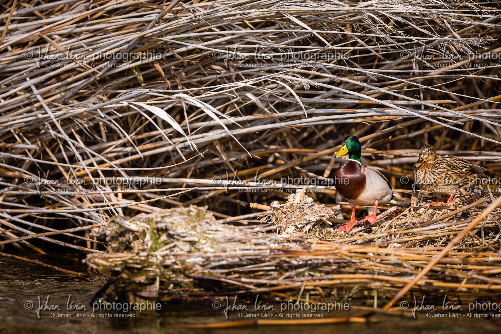 Canard Colvert - Mallard