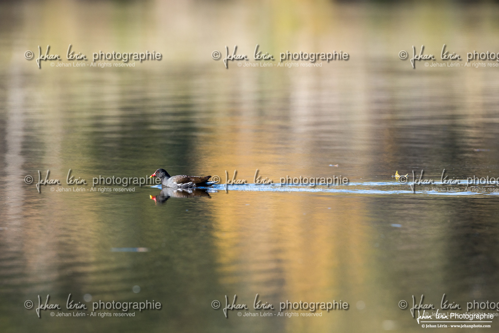 Gallinule Poule d Eau  -  Common Moorhen