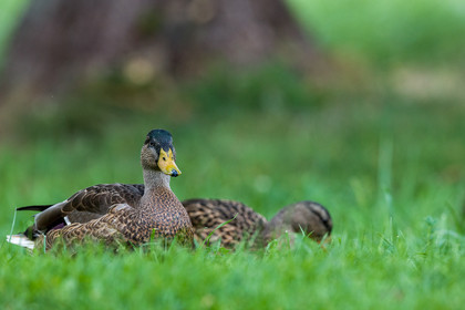 Canard col vert