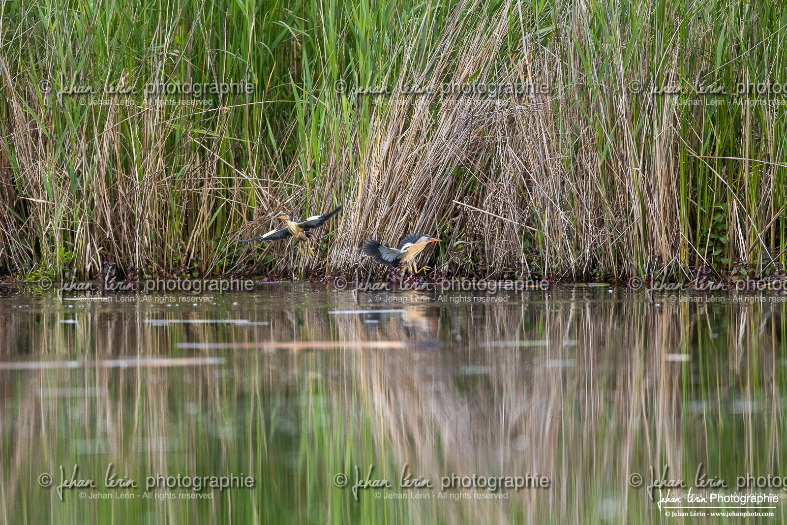 Blongios Nain - Little bittern