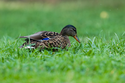 Canard col vert