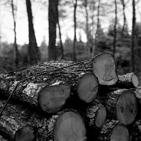 forest9.jpg