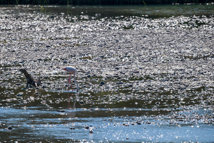 flamant-rose_nice_jl_1dx_14-09-2020-0025.jpg