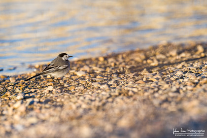 Bergeronnette Grise - White Wagtail   Pied Wagtail