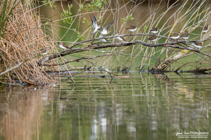 Chevalier Cul-Blanc - White-Rumped Sandpiper