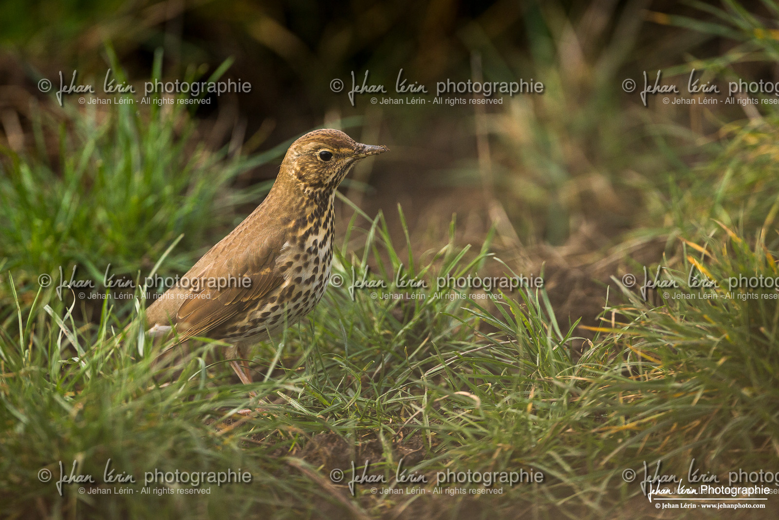 Grive Musicienne - Song Thrush