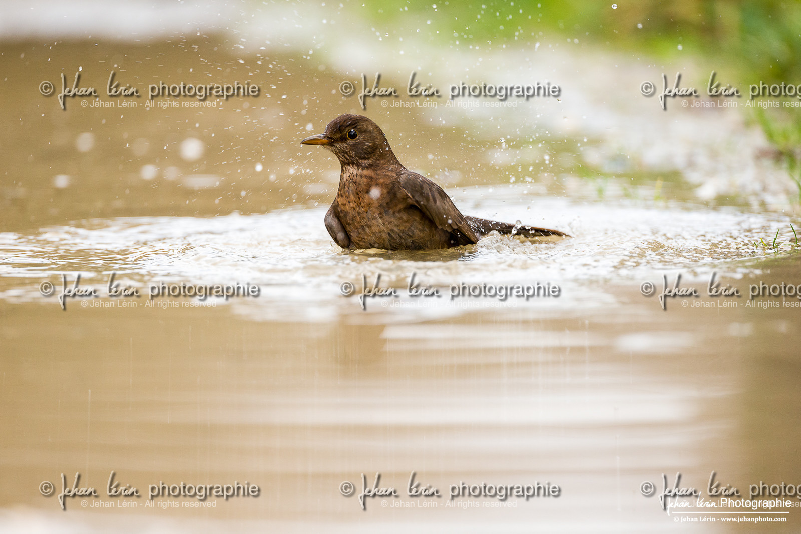 Merle noir - Black Bird