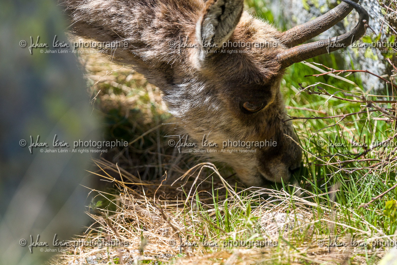 chamois_la-gordolasque_mercantour_jl_1dx_20-05-2020-0630.jpg