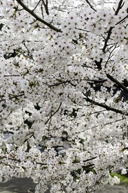 kichijoji_temple-63_shikoku_japon_02-04_2014-3706.jpg