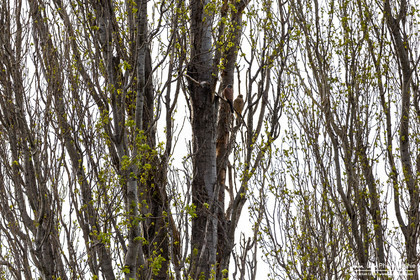 Faucon Crécerelle - Kestrel : Falco tinnunculus