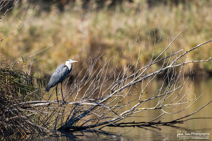 Héron Cendré - Gray Heron