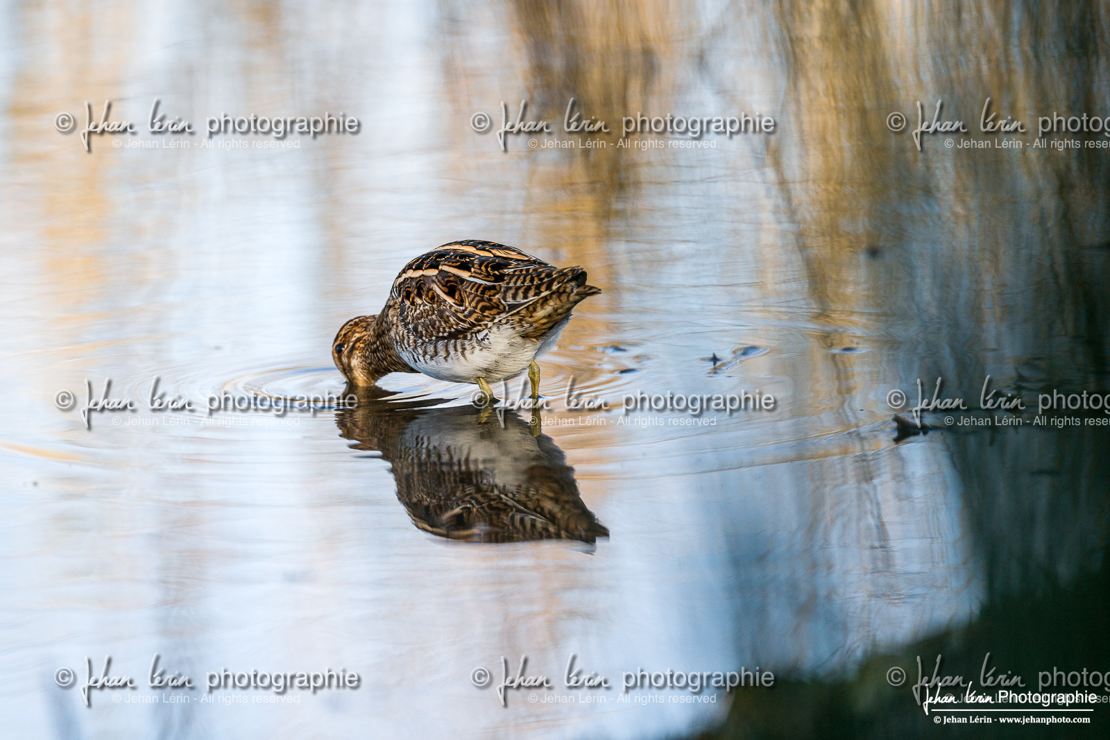 Bécassine des Marais - Common Snipe