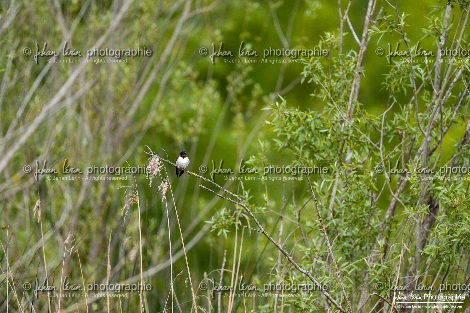 Hirondelle Rustique, Barn Swallow