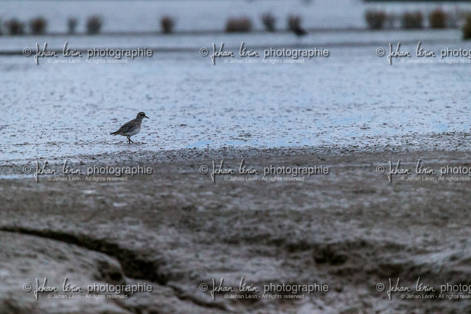 Pluvier Argenté - Grey Plover
