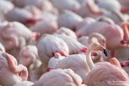 Flamant Rose - Greater Flamingo