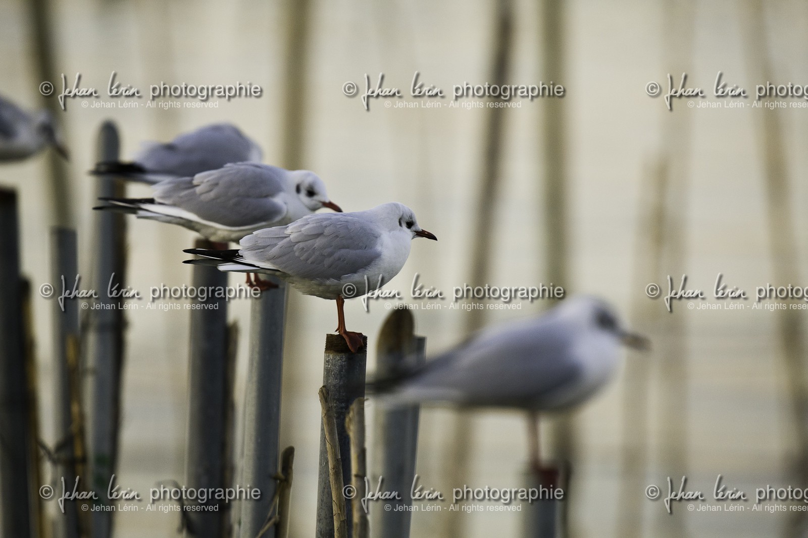 l-albufera_valencia_18-01-2012-2-5.jpg