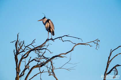 Héron Cendré - Gray Heron