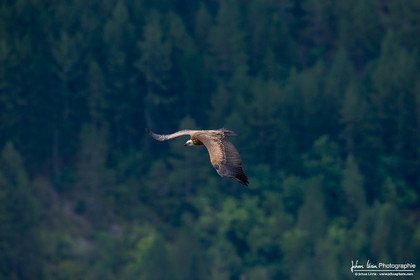 Vautour fauve