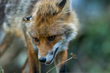 Renard Roux