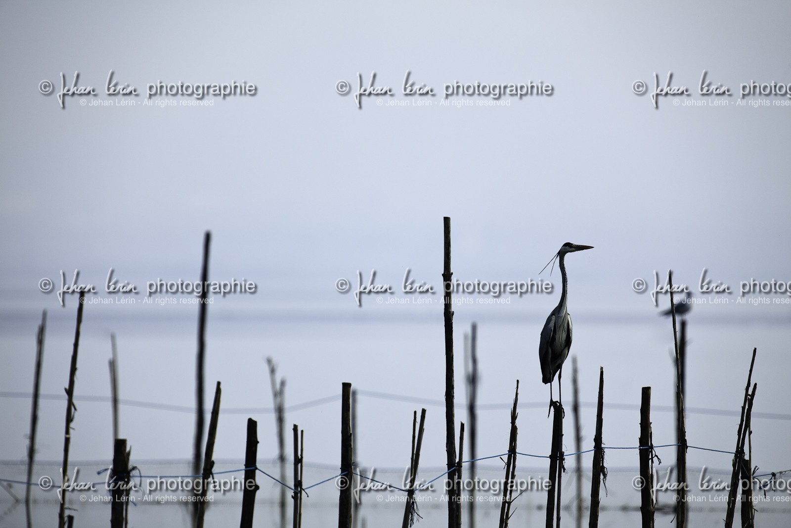 l-albufera_dec-2010-7889-2.jpg