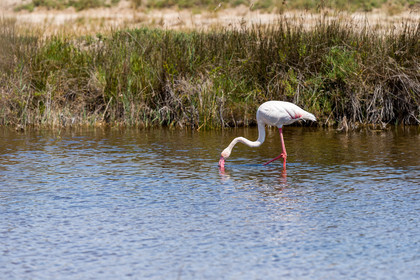 flamant-rose_stes-maries-de-la-mer_camargue_jl_1dx_06-05-2021-0240.jpg