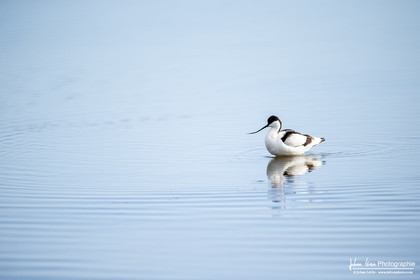 Avocette Élégante - Pied Avocet Recurvirostra avosetta