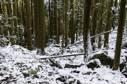 perdu-dans-la-foret_en-route-vers_-tairyuji_temple-21_shikoku_japon_10-03_2014-2300.jpg