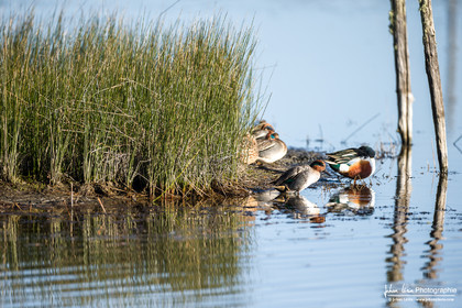 Sarcelle d'Hiver - Eurasian Teal