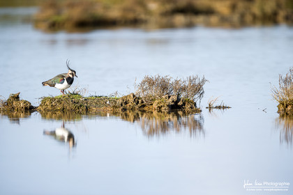 Vanneau Huppé - Northern Lapwing
