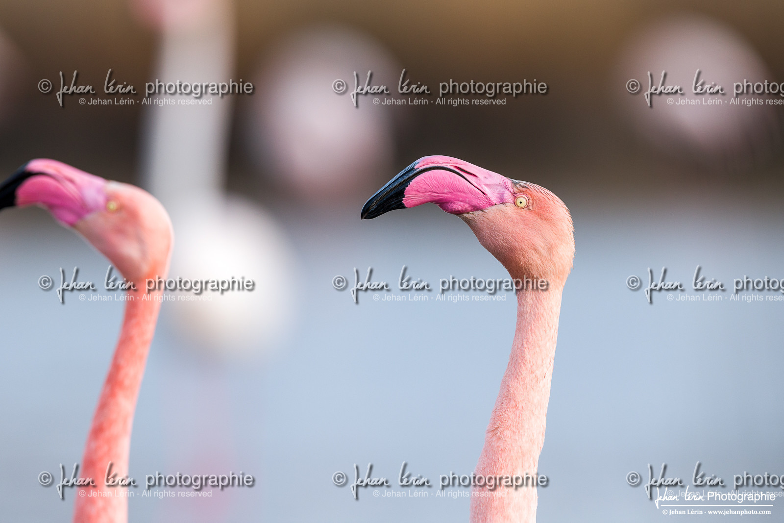 Flamant Rose - Greater Flamingo