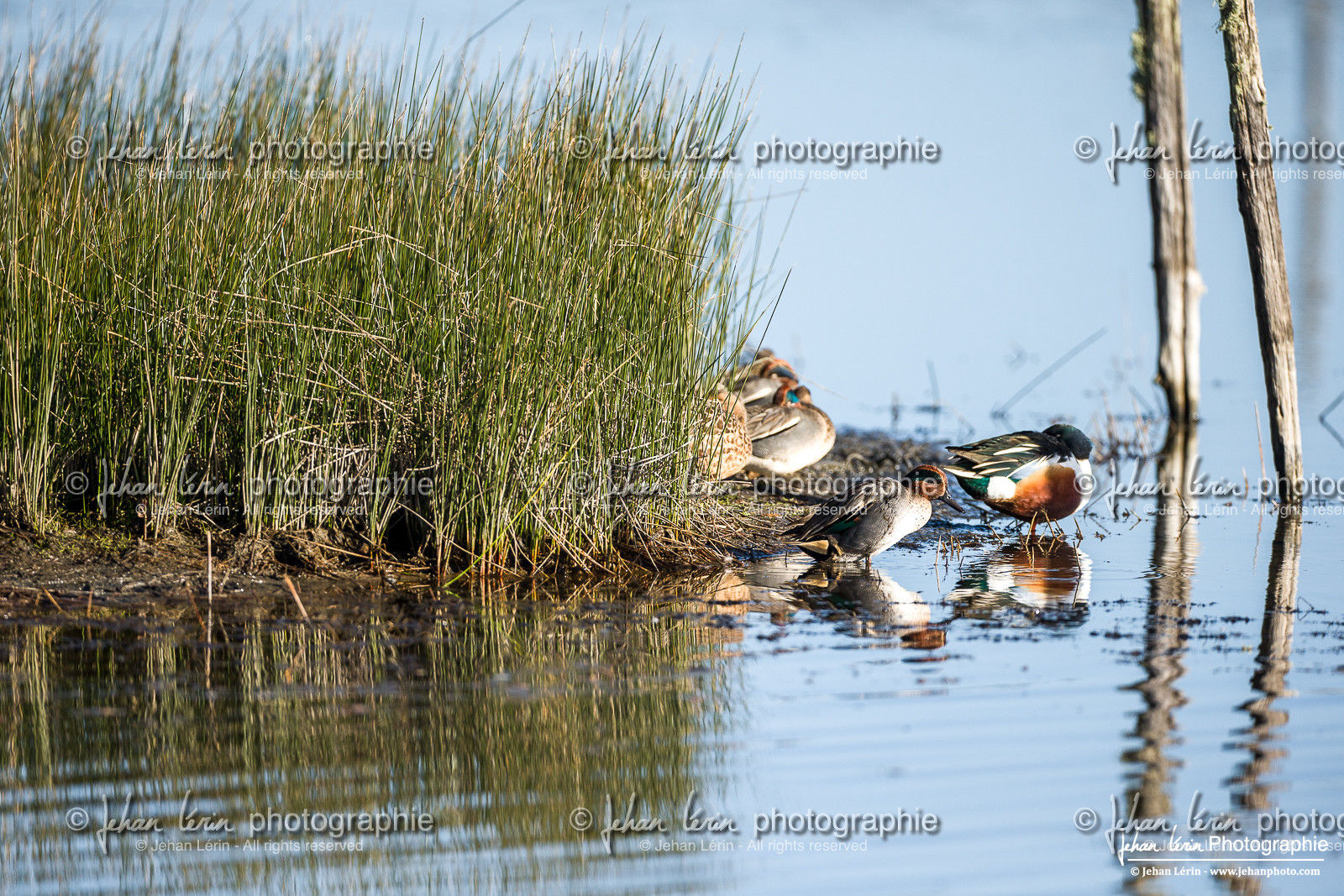 Sarcelle d'Hiver - Eurasian Teal