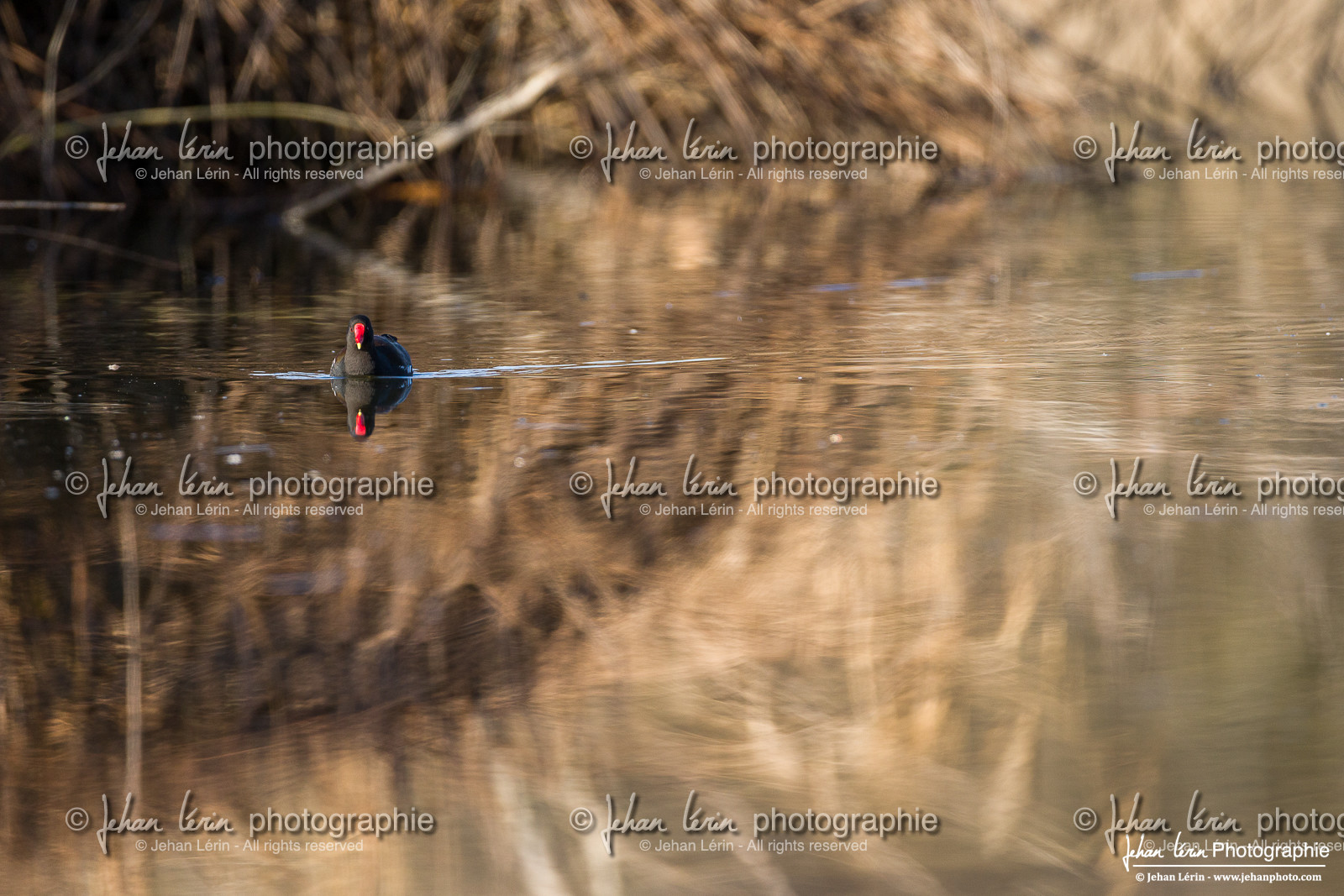 Gallinule Poule d Eau  -  Common Moorhen