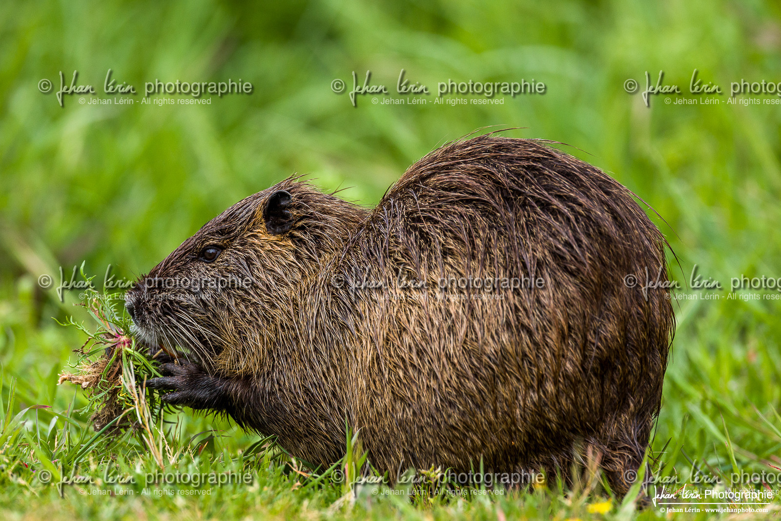 Ragondin - Coypu : Myocastor coypus