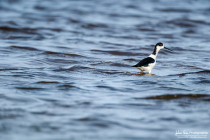 Échasse Blanche - Black Winged Stilt
