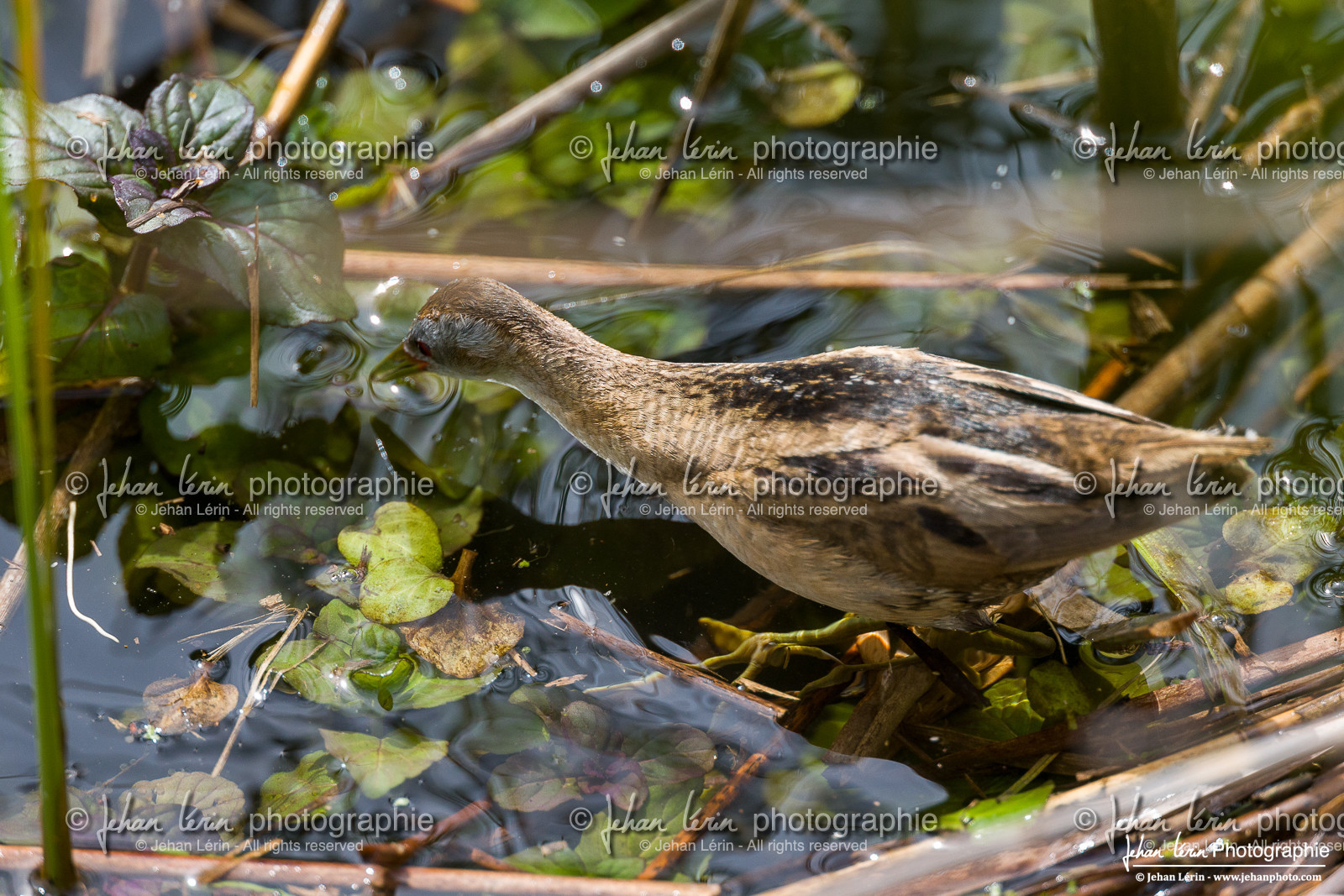Marouette Poussin - Little Crake