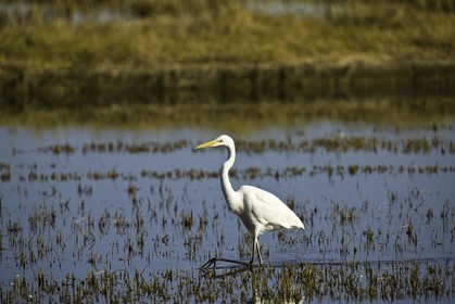 l-albufera_valencia_18-01-2012-0085.jpg