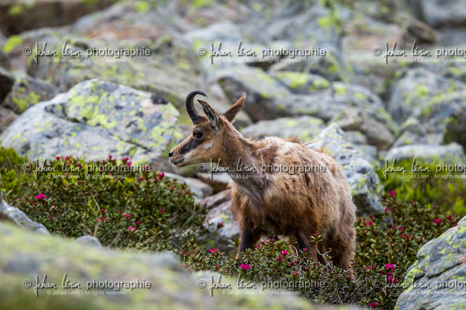 chamois_madone-de-fenestre_jl_1dx_06-06-2017-0075.jpg