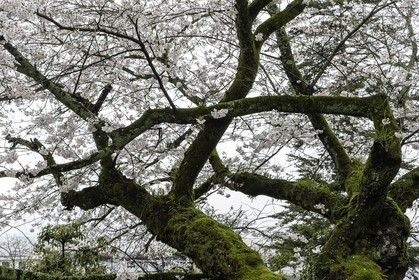 hantaji_temple-50_shikoku_japon_30-03_2014-3462.jpg