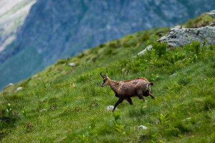 chamois_lac-autier_la-gordolasque_jl_1dx_28-06-2020-0001.jpg