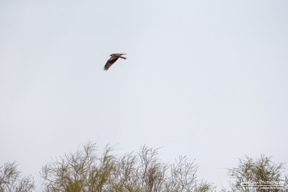 Milan Noir - Black Kite : Milvus Migrans