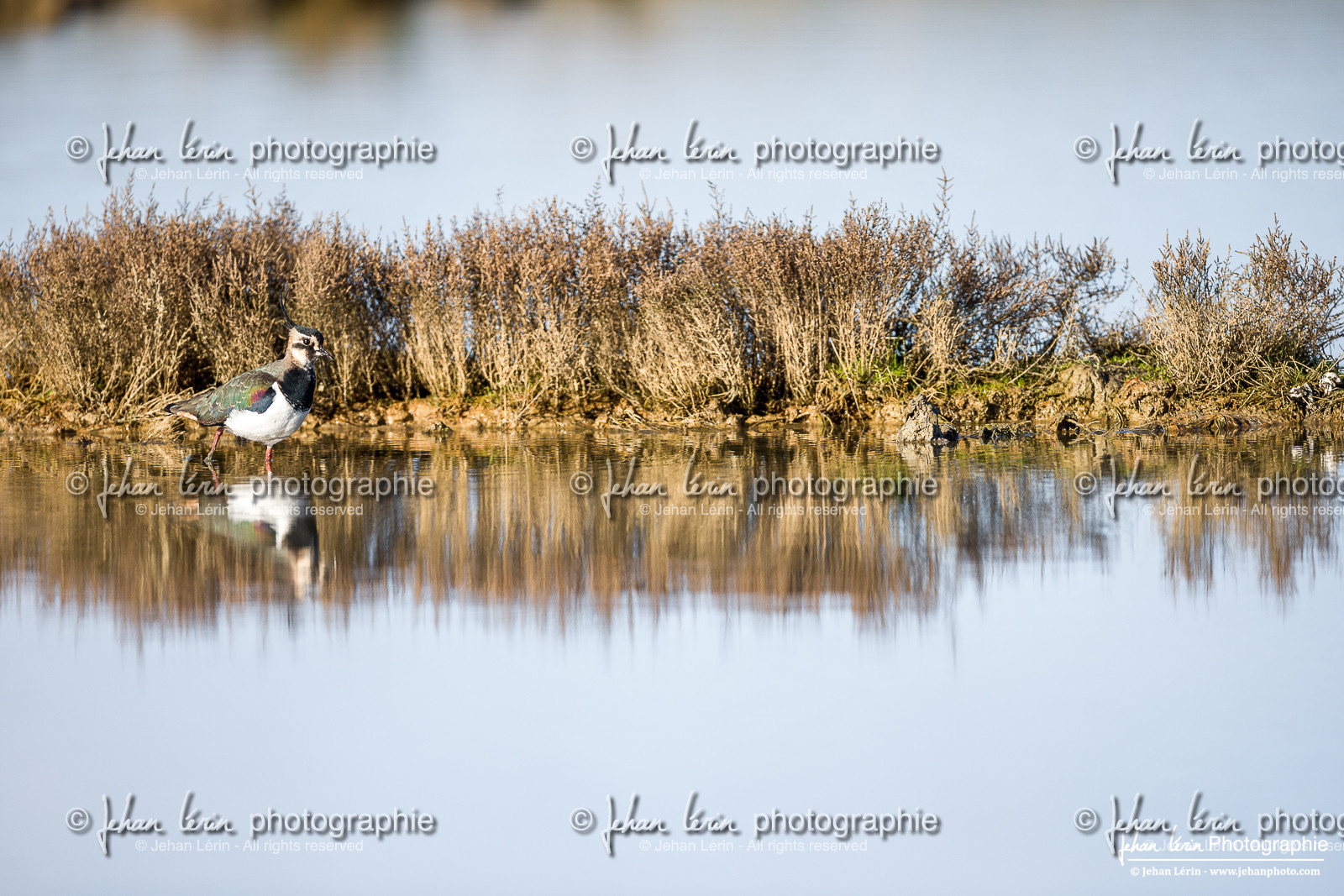 Vanneau Huppé - Northern Lapwing