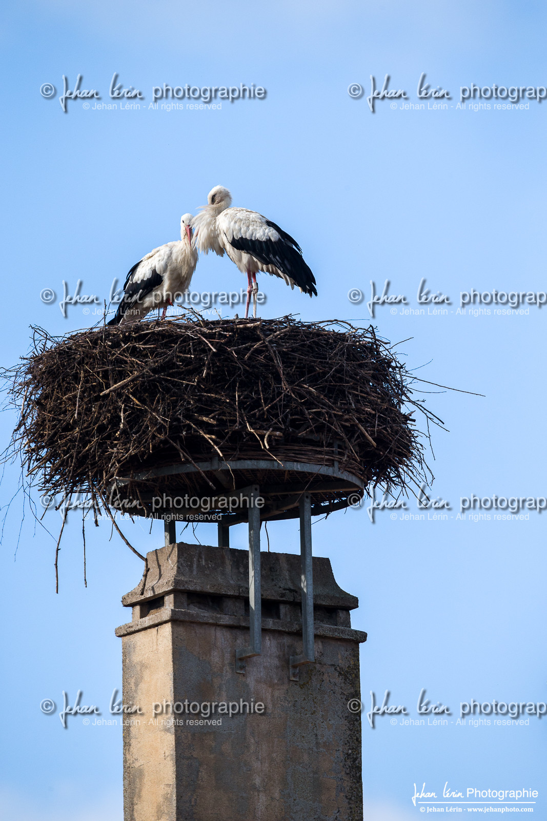 Cigogne Blanche - White Stork